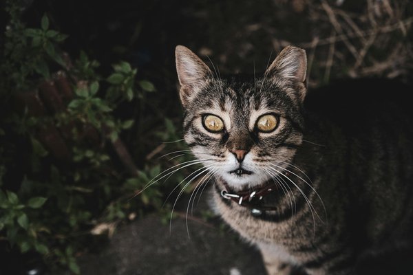 Elevate your business formal look: essential tips for styling a checkered wool scarf